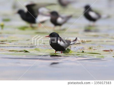 white-winged black tern (Chlidonias leucopterus) white-winged black tern (Chlidonias leucopterus) 135017383