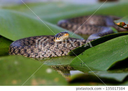 dice snake (Natrix tessellata) 135017384