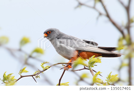 The red-footed falcon (Falco vespertinus) The red-footed falcon (Falco vespertinus) 135017401