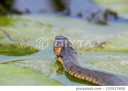 dice snake (Natrix tessellata) dice snake (Natrix tessellata) 135017408