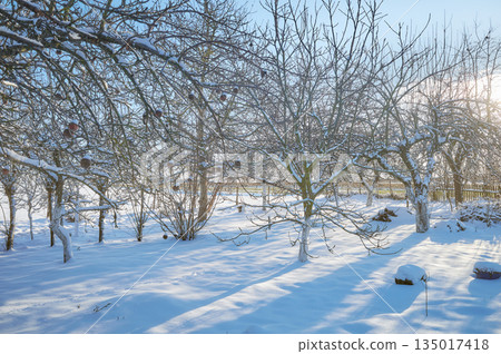 Fruit orchard on a sunny winter day. 135017418
