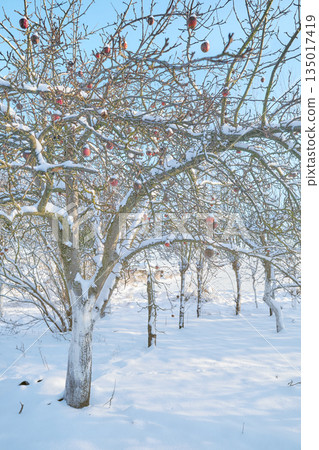 Apple orchard on a sunny winter day. Apple orchard on a sunny winter day. 135017419