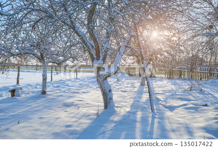 Apple orchard on a sunny winter day. Apple orchard on a sunny winter day. 135017422