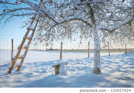 Fruit orchard on a sunny winter day. 135017424