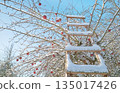 A ladder leaning against an apple tree on a sunny winter day. 135017426