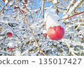 Apple covered with snow in an orchard on a sunny winter day, selective focus. 135017427