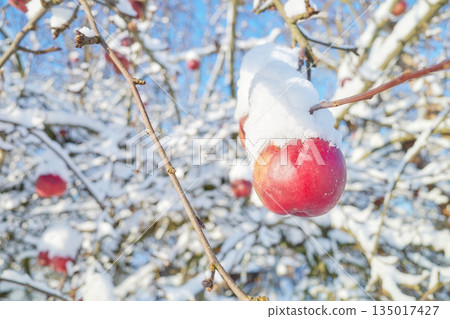 Apple covered with snow in an orchard on a sunny winter day, selective focus. 135017427
