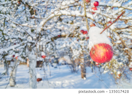 Apple covered with snow in an orchard on a sunny winter day, selective focus. Apple covered with snow in an orchard on a sunny winter day, selective focus. 135017428