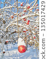 Apple covered with snow in an orchard on a sunny winter day, selective focus. 135017429
