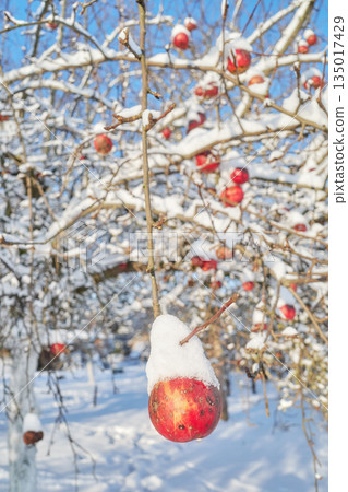 Apple covered with snow in an orchard on a sunny winter day, selective focus. Apple covered with snow in an orchard on a sunny winter day, selective focus. 135017429