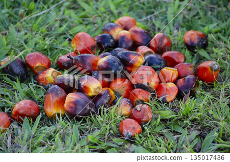 Oil palm fruits on green field after harvest in tropical plantation. Oil palm fruits on green field after harvest in tropical plantation. 135017486