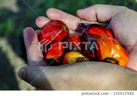 Farmer holding ripe red oil palm fruit after harvest in tropical plantation light. Plantation concept Farmer holding ripe red oil palm fruit after harvest in tropical plantation light. Plantation concept 135017488