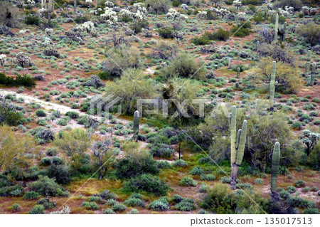 Landscape Sonoran Desert Arizona 135017513