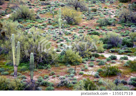 Landscape Sonoran Desert Arizona 135017519