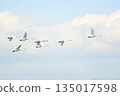 Whooper swans fly in the fleeting blue sky 135017598