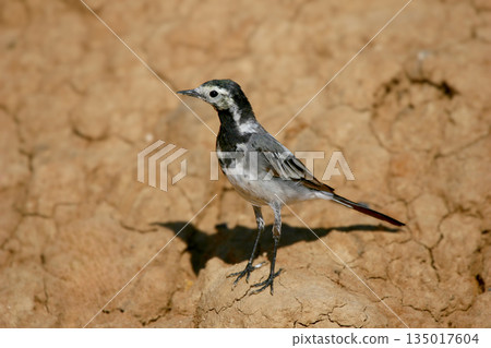 white wagtail (Motacilla alba) white wagtail (Motacilla alba) 135017604