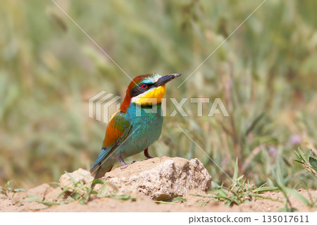 European bee-eater (Merops apiaster) European bee-eater (Merops apiaster) 135017611