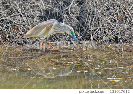 squacco heron (Ardeola ralloides) squacco heron (Ardeola ralloides) 135017612