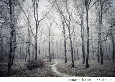 Frosty Winter Forest Path. Landscape with nature. Frosty Winter Forest Path. Landscape with nature. 135018042