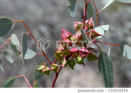 Ribbed flower buds of the Australian native Red Bud Mallee, Eucalyptus pachyphylla, family Myrtaceae. Endemic to sand plains and desert of Western Australia, Northern Territory and Queensland. 135018354