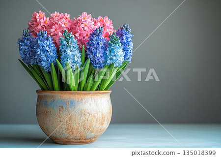 Perfect for a variety of buyers. Hyacinth plant with purple flowers on a white background. Potted spring plant. Perfect for a variety of buyers. Hyacinth plant with purple flowers on a white background. Potted spring plant. 135018399