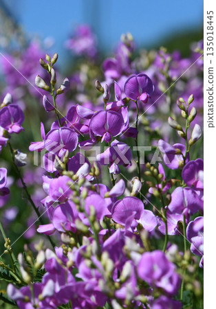 Pink flowers of the Australian native Darling Pea Swainsona greyana, family Fabaceae. Endemic to banks and floodplains of Murray and Darling Rivers, Southeastern Australia Pink flowers of the Australian native Darling Pea Swainsona greyana, family Fabaceae. Endemic to banks and floodplains of Murray and Darling Rivers, Southeastern Australia 135018445