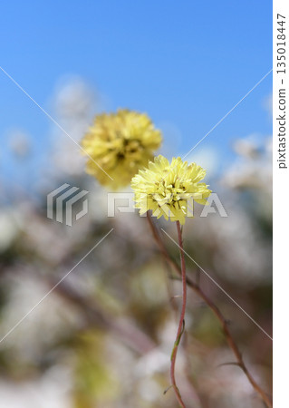 Flowers of Australian native Long Yellow Pom Pom daisy, Cephalipterum drummondii, family Asteraceae. Endemic to arid shrubland and woodland of Western and South Australia along Nullarbor. Flowers of Australian native Long Yellow Pom Pom daisy, Cephalipterum drummondii, family Asteraceae. Endemic to arid shrubland and woodland of Western and South Australia along Nullarbor. 135018447