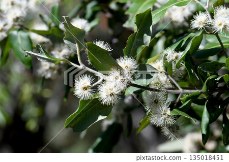 White blossoms of Australian native Turpentine, Syncarpia glomulifera, family Myrtaceae. Endemic to sclerophyll forest and rainforest of Queensland, Victoria and NSW. Large tree with thick bark 135018451