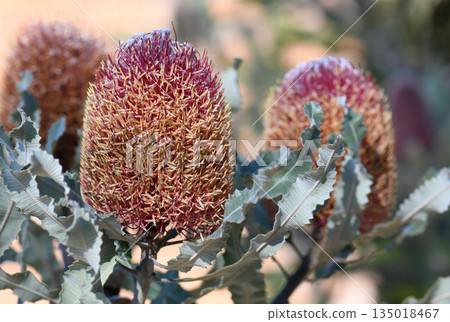 Close up of pink flowers and grey green serrated leaves of the Australian native Firewood Banksia, Banksia menziesii, family Proteaceae. Endemic to Western Australia.  135018467