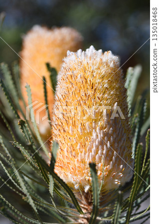 Close up of orange and white flowers of the Australian native Banksia hookeriana, family Proteaceae. Endemic to Geraldton plains, southwest Western Australia. Common name is Hookers banksia 135018468