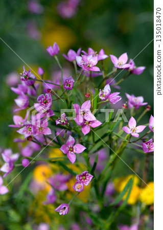 Pink flowers of the Western Australian native Boronia denticulata, family Rutaceae. Endemic to floodplain, swamps, jarrah forest around Albany and Esperance in WA 135018470