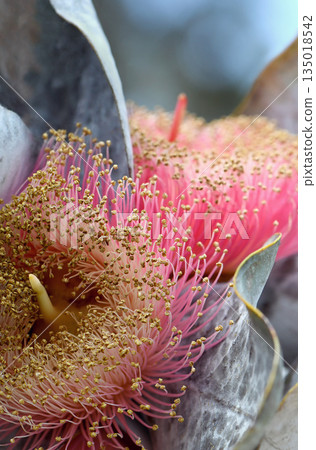 Close up of large pink red blossoms and yellow stamens of the Australian native Mottlecah, Eucalyptus macrocarpa, family Myrtaceae. Endemic to Western Australia. Flowers are the largest for the genus. 135018542