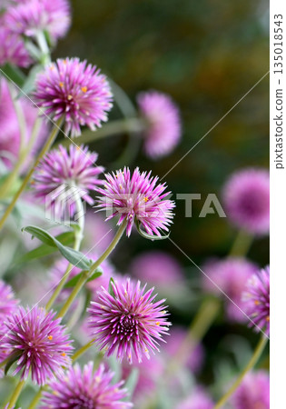 Australian native Globe Amaranth Pink Billy Button flowers, Gomphrena canescens, family Amaranthaceae. Endemic to tropical northern and Western Australia. Summer and autumn flowering. Australian native Globe Amaranth Pink Billy Button flowers, Gomphrena canescens, family Amaranthaceae. Endemic to tropical northern and Western Australia. Summer and autumn flowering. 135018543