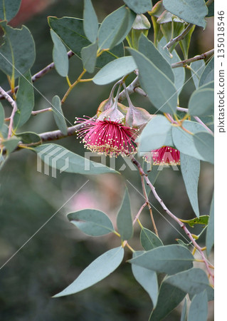 Large pink red flower of the rare Australian native Wing Fruited Mallee gum tree Eucalyptus alatissima, family Myrtaceae. Endemic to gravelly red sands of Great Victoria Desert of South Australia, WA Large pink red flower of the rare Australian native Wing Fruited Mallee gum tree Eucalyptus alatissima, family Myrtaceae. Endemic to gravelly red sands of Great Victoria Desert of South Australia, WA 135018546