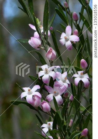 Flowers of the Australian native Pink Waxflower, Eriostemon australasius, family Rutaceae, growing in Sydney woodland. Endemic to dry sclerophyll forest and heath on sandstone in NSW and Queensland. 135018556