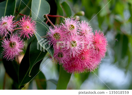 Beautiful pink blossoms and dark green leaves of Australian native Corymbia ficifolia ornamental flowering gum tree, family Myrtaceae. Summer flowering. 135018559