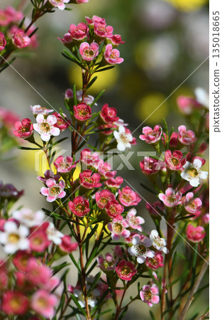 Red, pink and white flowers of the Australian native Chamelaucium waxflower variety My Sweet Sixteen, family Myrtaceae. Cultivar of Geraldton Wax, Chamelaucium uncinatum Red, pink and white flowers of the Australian native Chamelaucium waxflower variety My Sweet Sixteen, family Myrtaceae. Cultivar of Geraldton Wax, Chamelaucium uncinatum 135018665