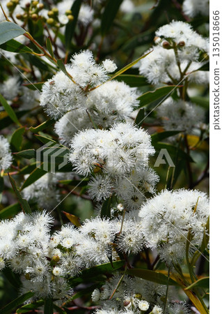 Closeup of the white flowers of the Port Jackson Mallee, Eucalyptus obstans, family Myrtaceae. Limited distribution around Sydney region on shallow sandy soils and sandstone outcrops in mallee Closeup of the white flowers of the Port Jackson Mallee, Eucalyptus obstans, family Myrtaceae. Limited distribution around Sydney region on shallow sandy soils and sandstone outcrops in mallee 135018666