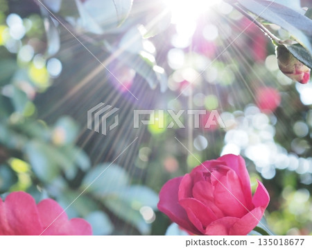 The sunlight shines on the camellia buds The sunlight shines on the camellia buds 135018677