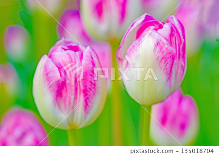 Flowers around the house, various in the four seasons. Beautiful early-blooming tulips have bloomed in the flower bed of the botanical garden. 135018704