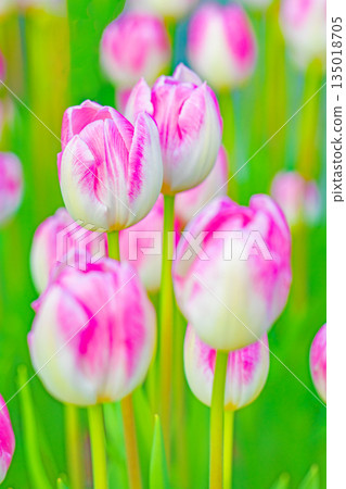 房子周圍的花朵 - 各種時令花卉 - 植物園的花壇裡盛開著美麗的早開鬱金香 135018705