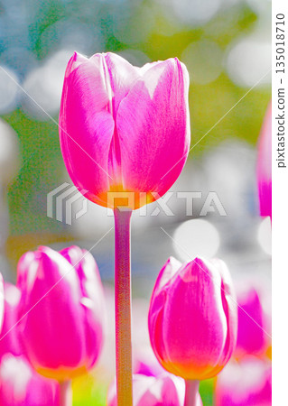 Flowers around the house, various in the four seasons. Beautiful early-blooming tulips have bloomed in the flower bed of the botanical garden. Flowers around the house, various in the four seasons. Beautiful early-blooming tulips have bloomed in the flower bed of the botanical garden. 135018710