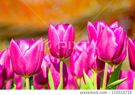 Flowers around the house, various in the four seasons. Beautiful early-blooming tulips have bloomed in the flower bed of the botanical garden. Flowers around the house, various in the four seasons. Beautiful early-blooming tulips have bloomed in the flower bed of the botanical garden. 135018716
