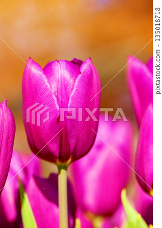 Flowers around the house, various in the four seasons. Beautiful early-blooming tulips have bloomed in the flower bed of the botanical garden. Flowers around the house, various in the four seasons. Beautiful early-blooming tulips have bloomed in the flower bed of the botanical garden. 135018718