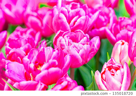 房子周圍的花朵 - 各種時令花卉 - 植物園的花壇裡盛開著美麗的早開鬱金香 135018720