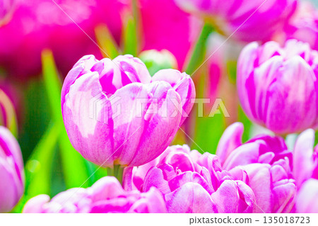 Flowers around the house, various in the four seasons. Beautiful early-blooming tulips have bloomed in the flower bed of the botanical garden. 135018723