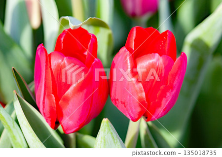 Flowers around the house, various in the four seasons. Beautiful early-blooming tulips have bloomed in the flower bed of the botanical garden. Flowers around the house, various in the four seasons. Beautiful early-blooming tulips have bloomed in the flower bed of the botanical garden. 135018735