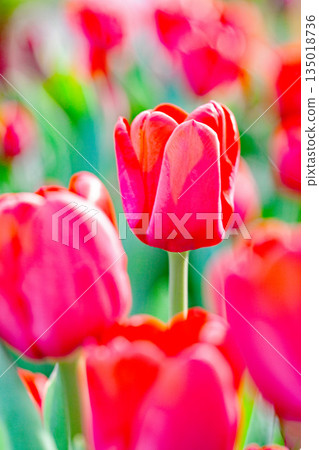 房子周圍的花朵 - 各種時令花卉 - 植物園的花壇裡盛開著美麗的早開鬱金香 135018736