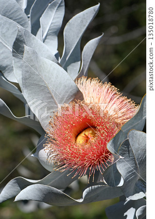 Large orange pink blossom and gray leaves of the Australian native Mottlecah, Eucalyptus macrocarpa, family Myrtaceae. Endemic to Western Australia. Flowers are the largest for the genus.  135018780