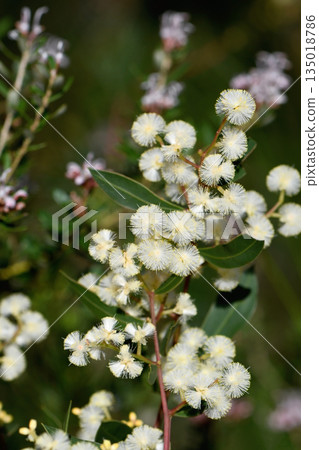 Cream flowers of the Australian native Myrtle Wattle, Acacia myrtifolia, family Fabaceae, subfamily Mimosoideae, in Sydney woodland. Also known as the Red Stemmed Wattle. Cream flowers of the Australian native Myrtle Wattle, Acacia myrtifolia, family Fabaceae, subfamily Mimosoideae, in Sydney woodland. Also known as the Red Stemmed Wattle. 135018786